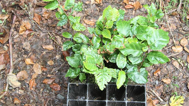 Im Pflanzgarten werden die Buchen zu Tausenden vorgezogen und dann im Wald gepflanzt. Foto: Sonja Adam
