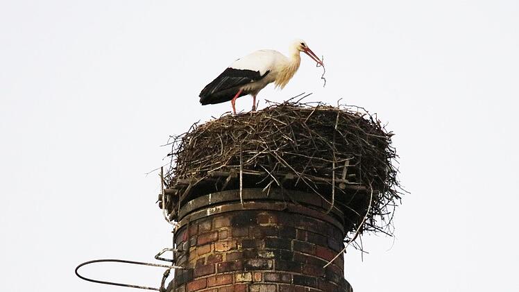 Auch schon da: der Storch in Meschenbach.  - Foto: Hans Peter Schönecker.