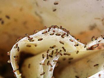 Fruchtfliegen loswerden