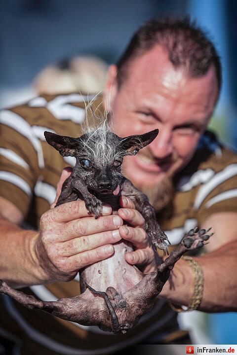 2016 World's Ugliest Dog Contest in California