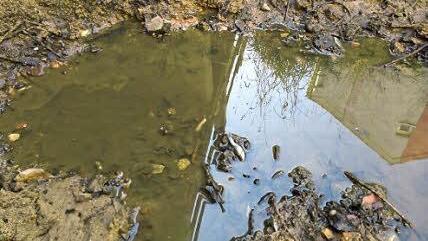 In Dormitz kämpfen die kleinen Fische in den wenigen verbliebenen Pfützen im Brandbach ums Überleben.