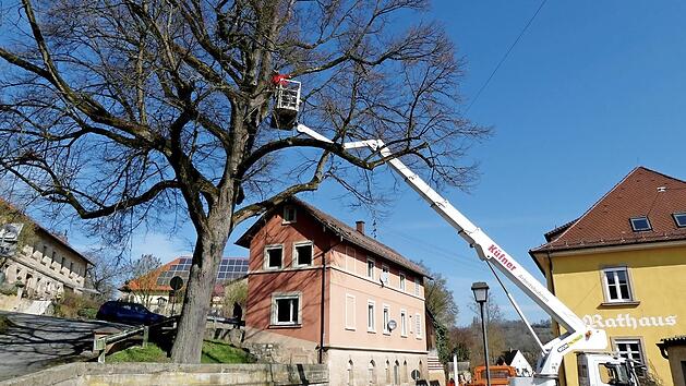 Die &uuml;ber 100 Jahre alte Linde wurde regelm&auml;&szlig;ig ausgeschnitten, zuletzt 2019 (unser Bild).