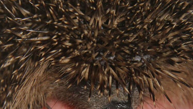 19 Igel hat Sabine Witt in ihrer Wildtierauffangstation über den Winter gebracht, Mitte bis Ende April dürfen sie wieder raus.