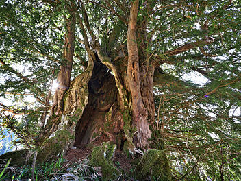 Alte Eibe im Allg&auml;u - m&ouml;glicherweise &auml;ltester Baum Deutschlands