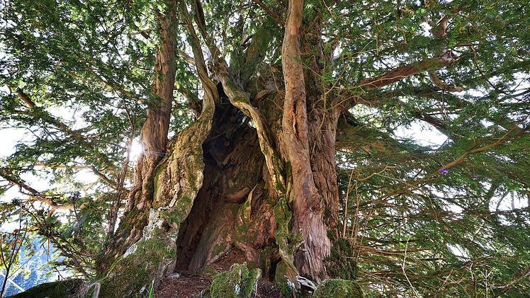 Alte Eibe im Allg&auml;u - m&ouml;glicherweise &auml;ltester Baum Deutschlands