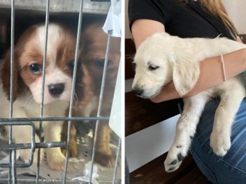 72 Hundewelpen aus illegalem Tiertransport gerettet