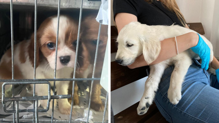 72 Hundewelpen aus illegalem Tiertransport gerettet
