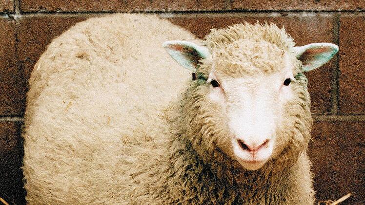 Eine Ikone der Wissenschaft: Das Klonschaf Dolly wurde am 5. Juli 1996 geboren. Sie starb als sechsfache Mutter viel zu fr&uuml;h, mit sechs Jahren wurde Dolly in Folge einer Lungenentz&uuml;ndung eingeschl&auml;fert.
