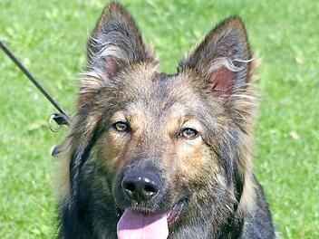 Absolut lieb: Ronja Foto: Tierheim