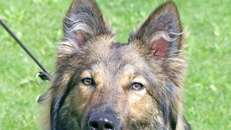 Absolut lieb: Ronja Foto: Tierheim