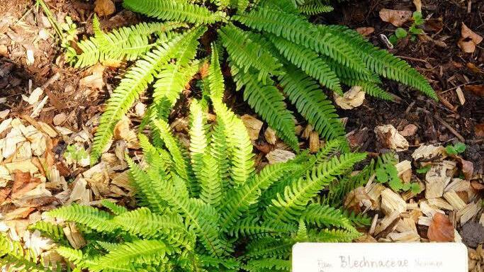 Schattig und feucht lieben es die meisten der Farnarten. Im Zeitlofser Kirchgarten mit der alten Steinmauer finden sie gute Bedingungen zu wachsen. Foto: Julia Raab
