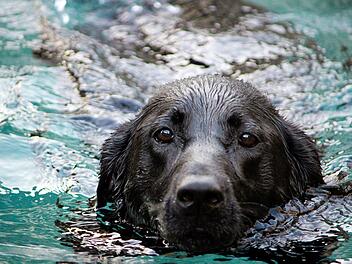 Spaziergänger wollten bei Windsbach ihren Hund aus dem Wasser retten.