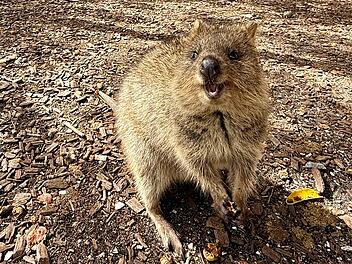 Quokkas auf Rottnest Island