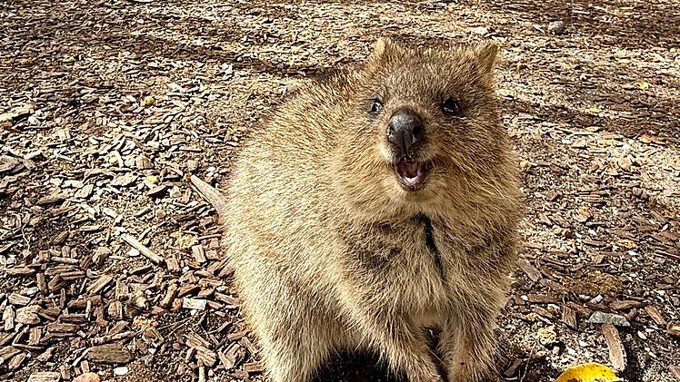 Quokkas auf Rottnest Island