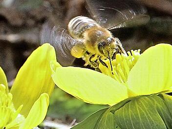 Bei der Arbeit: eine Biene im Raum Münnerstadt. Foto: Heike Beudert