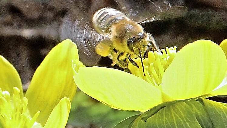 Bei der Arbeit: eine Biene im Raum Münnerstadt. Foto: Heike Beudert