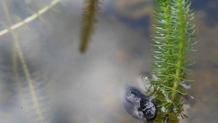 Wasserpflanzen halten den Teich sauber. Foto: Barbara Herbst