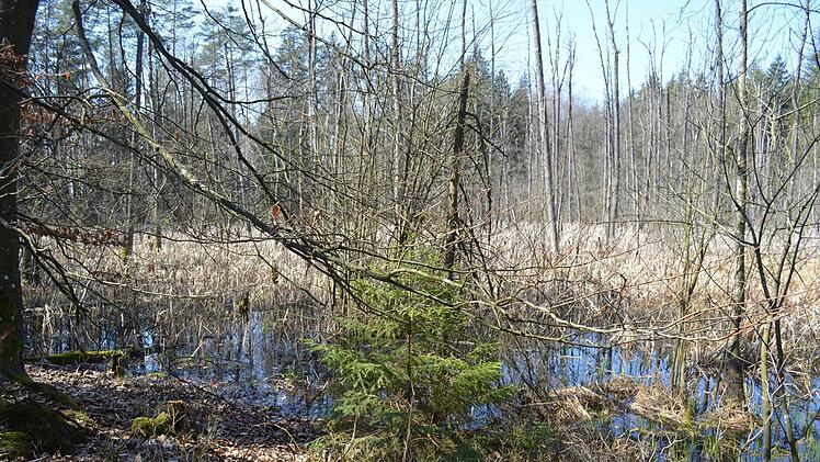 In diesen Bruchwald wird das Wasser des Moorweihers zunächst ablaufen.    Foto: Larissa Händel