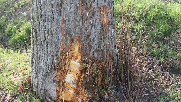Auch der Baum wurde beschädigt.