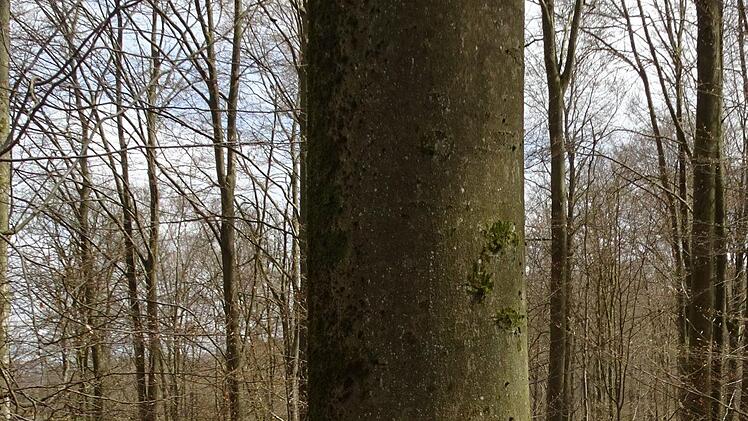 Von der Säge bedroht: Markierte Bäume im ehemals geschützten Landschaftsbestandteil  p.