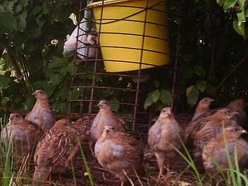 So könnnte eine optimale Fütterung unter Mithilfe der Jägerschaft einmal aussehen. Foto: Ökologische Bildungsstätte