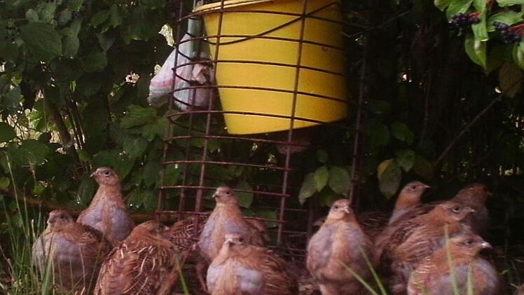 So könnnte eine optimale Fütterung unter Mithilfe der Jägerschaft einmal aussehen. Foto: Ökologische Bildungsstätte