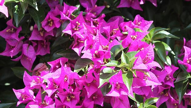Die Boungainvillea  geh&ouml;rt zur Familie der Wunderblumengew&auml;chse. Foto: Jupp Schr&ouml;der