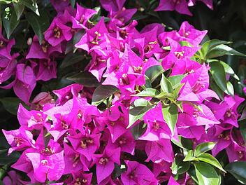 Die Boungainvillea  gehört zur Familie der Wunderblumengewächse. Foto: Jupp Schröder