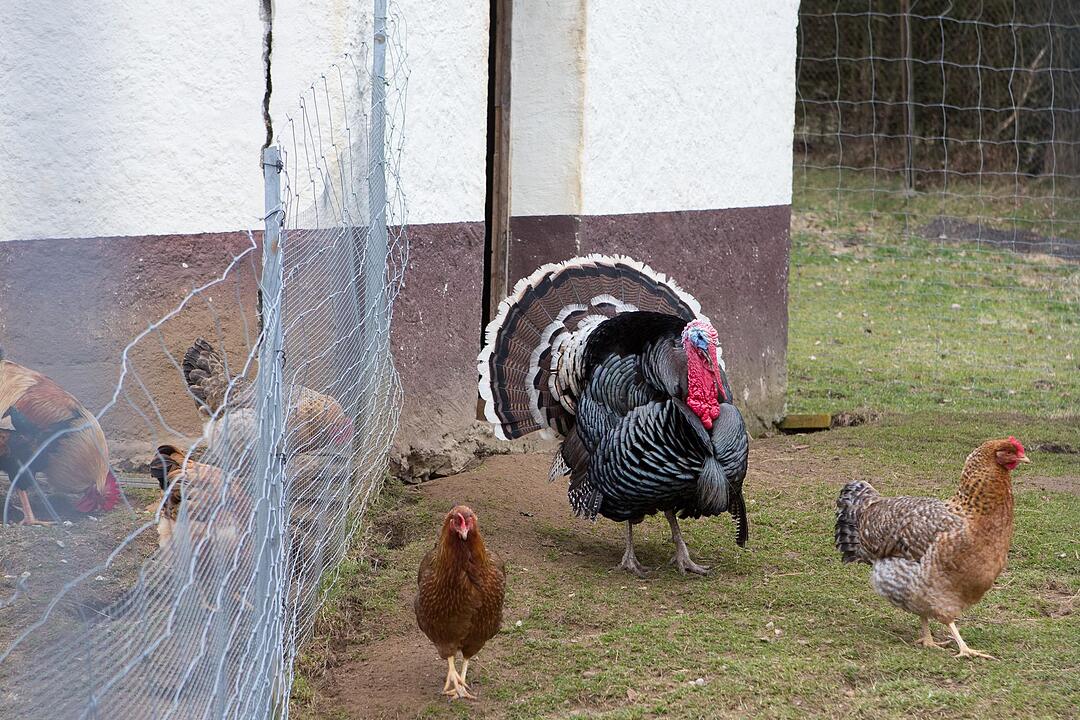 SoS; Neuses-Poxstall; Gemeindeseite; Foto: Barbara Herbst