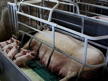 Sorge bereiten den Schweinezüchtern die neuen Vorgaben über Kastenstände und dadurch notwendige Erweiterungen von Ställen. Das kostet Geld, viel Geld.  Foto: Günther Geiling