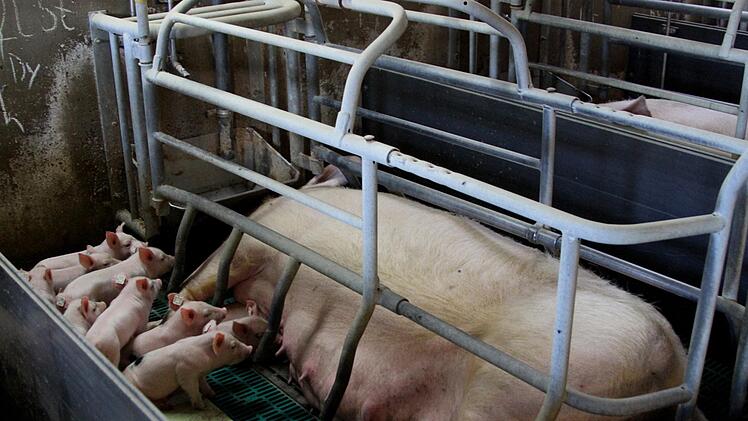 Sorge bereiten den Schweinezüchtern die neuen Vorgaben über Kastenstände und dadurch notwendige Erweiterungen von Ställen. Das kostet Geld, viel Geld.  Foto: Günther Geiling