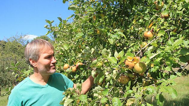 Michael Stromer schaut einen Baum auf der Streuobstwiese an. Der Ertrag werde in diesem Jahr hier durchschnittlich ausfallen, meint er.