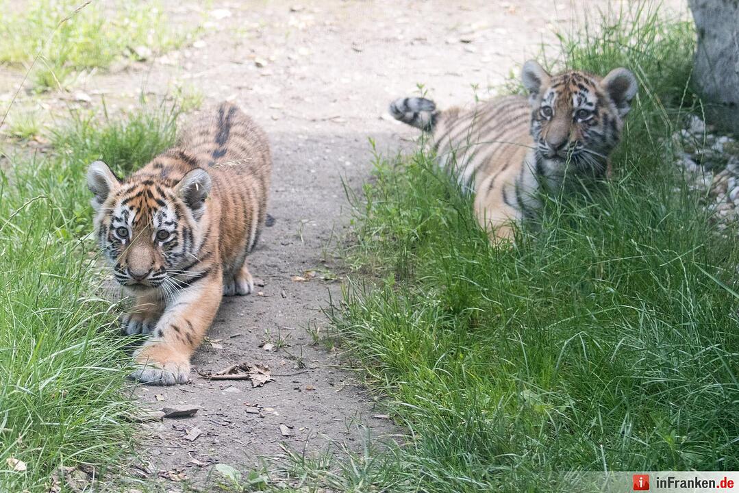 Tigernachwuchs darf ins Freigelände
