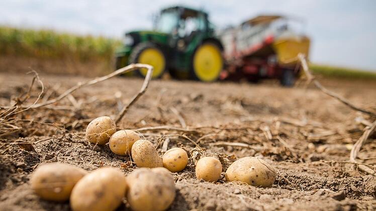 Wer hat rund 500 Kilogramm Kartoffeln von einem Feld in Unterfranken gestohlen? Die Polizei sucht Zeugen. Symbolfoto: Christoph Schmidt/dpa