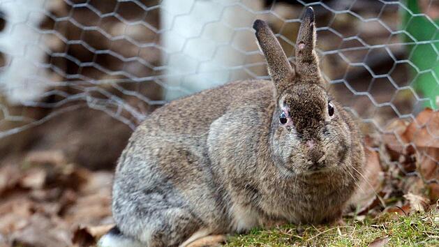 Kaninchen Foto: Arne Dedert/dpa