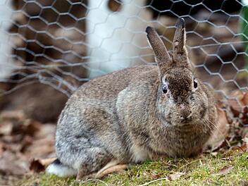 Kaninchen Foto: Arne Dedert/dpa