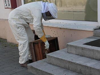 Hobby-Imker Matthias Hoffmann fängt die ausgeschwärmten Bienen am "Kimling"-Haus ein. Foto: Josef Hofbauer