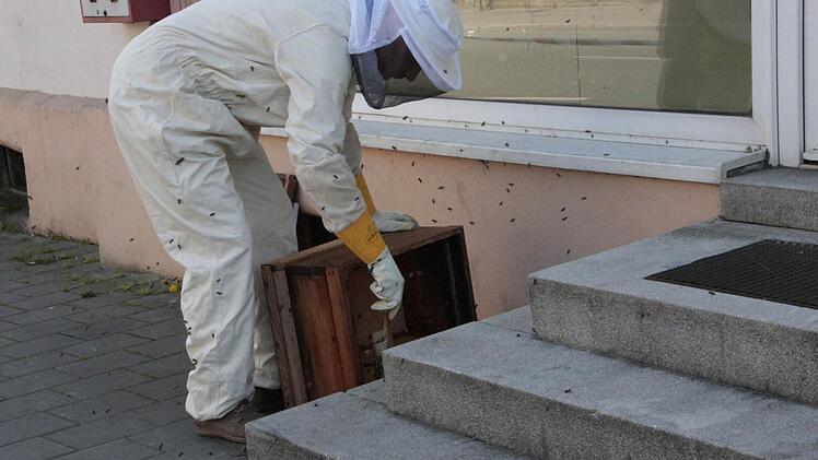 Hobby-Imker Matthias Hoffmann fängt die ausgeschwärmten Bienen am "Kimling"-Haus ein. Foto: Josef Hofbauer