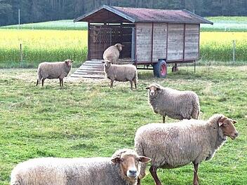 Coburger Fuchsschafe hält Silvana Pezzi in der Heidelmühle zwischen Trebgast und Neudrossenfeld. Foto: Agrotourismus Frankenwald
