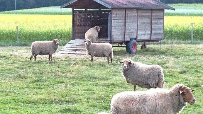 Coburger Fuchsschafe hält Silvana Pezzi in der Heidelmühle zwischen Trebgast und Neudrossenfeld. Foto: Agrotourismus Frankenwald