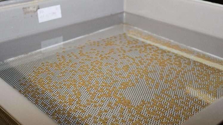 FischlaichCarmen Schwind