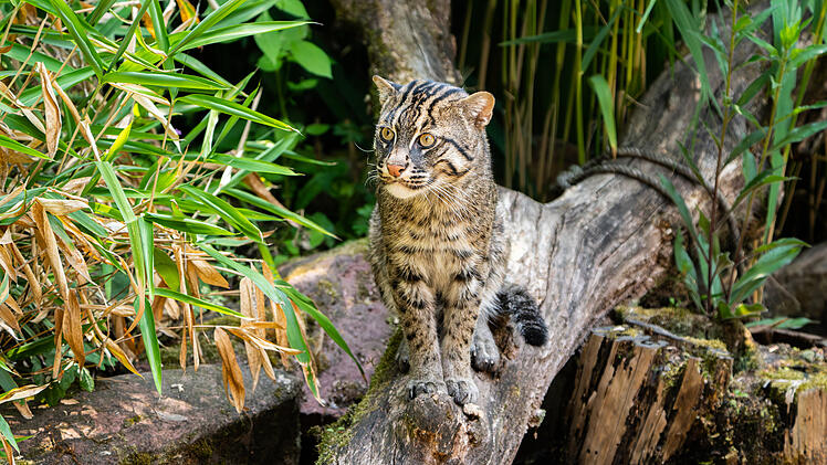 Tiergarten Nürnberg mit Neuzugang: "Alles andere als wasserscheu"