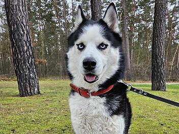 Tierheim Nürnberg berichtet von Hunde-Schicksal - Husky Eugen ausgesetzt und nie erzogen