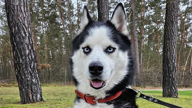 Tierheim Nürnberg berichtet von Hunde-Schicksal - Husky Eugen ausgesetzt und nie erzogen