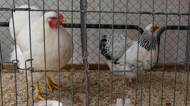 Diesmal gab es nur Geflügel bei der Tierschau der Kleintierzüchter Münnerstadt zu sehen. Foto: Björn Hein