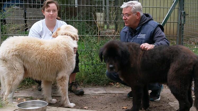 Das Tierheim Darmstadt hatte Bruno und Hundekumpel Willi zuvor v&ouml;llig verwahrlost aufgenommen.
