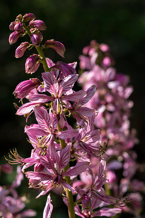 Fotos Konrad Thomann