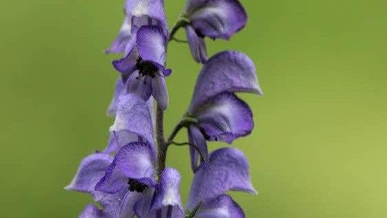 Der blaue Eisenhut