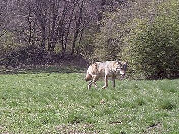 Das erste offizielle Bild eines Wolfes im Landkreis Bad Kissingen. Hat er das Kalb am Bernbrunn oberhalb von Unterleichtersbach gerissen?  LfU