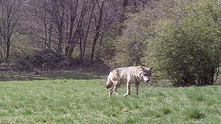 Das erste offizielle Bild eines Wolfes im Landkreis Bad Kissingen. Hat er das Kalb am Bernbrunn oberhalb von Unterleichtersbach gerissen?  LfU